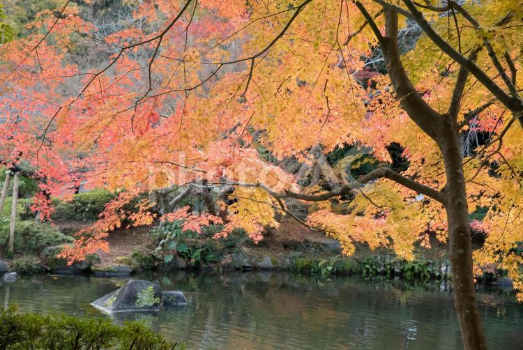 自然　成田山公園(紅葉) 植物,水,緑の写真素材