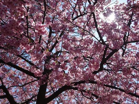 河津桜の公園-134 河津桜の公園-134の写真