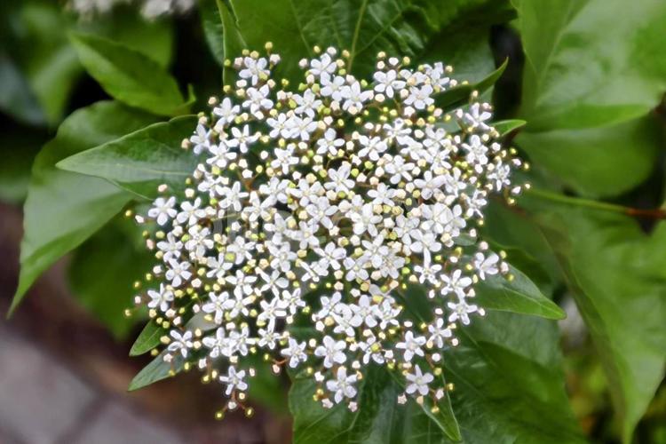 苦しみを癒やす 自然,セイヨウニワトコ,花の写真素材