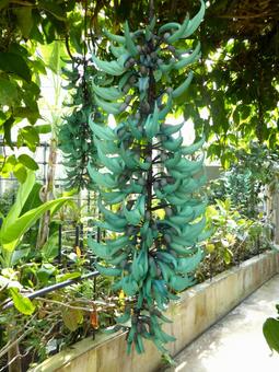 温室の通路上に垂れ下がるヒスイカズラの写真