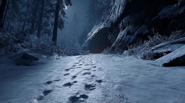 雪降る静かな夜の森の写真