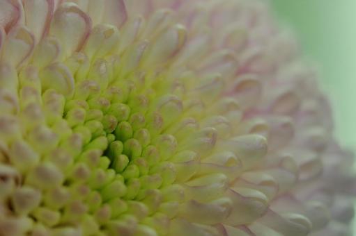 ダリア テンジクボタン 夏の花 ダリア テンジクボタン 夏の花の写真