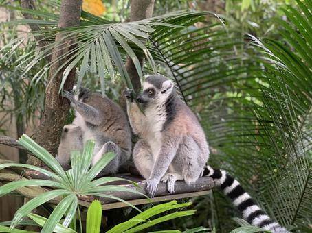 なかよし なかよし サル,動物園,仲良しの写真素材