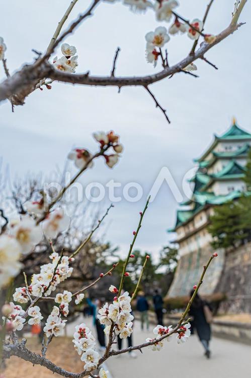 名古屋　名古屋城の風景 名古屋,愛知,愛知県の写真素材