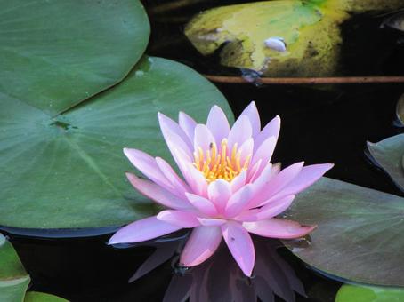 睡蓮i 睡蓮,スイレン,ピンクの花の写真素材