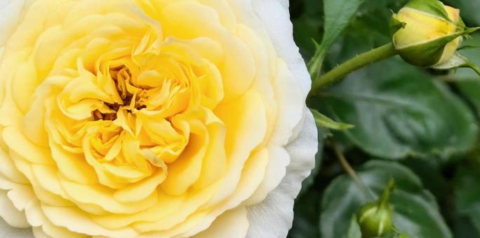 Rose Rose, JPG Rose Rose, JPG