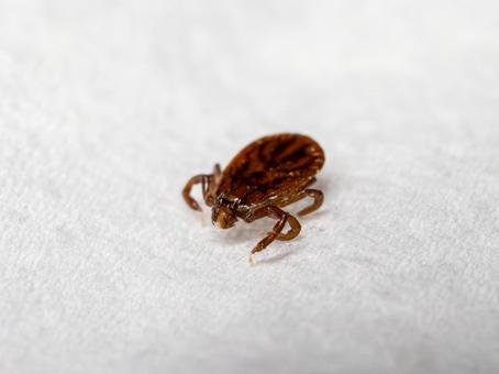 フタトゲチマダニ③ フタトゲチマダニ③の写真