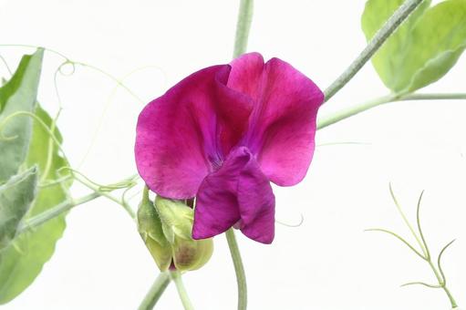 スイートピーの花 スイートピーの花の写真