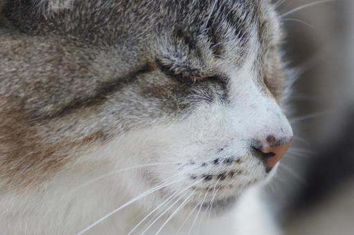 ねこ ねこ にゃんこ,可愛い,野良猫の写真素材