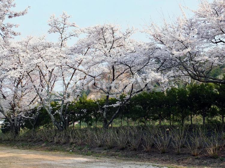 桜並木 桜並木,桜,ソメイヨシノの写真素材