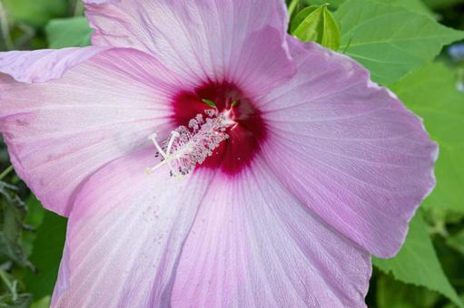 花 花の写真