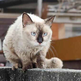 シャム猫 シャムネコ シャムねこ ねこ,ネコ,かわいいの写真素材