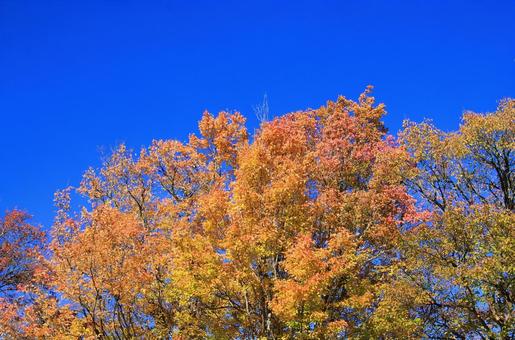 青空に映えるトウカエデの鮮やかな紅葉 青空に映えるトウカエデの鮮やかな紅葉 紅葉,秋,カエデ科の写真素材