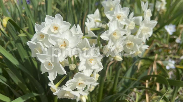 畑に生える水仙の花 春,背景,素材の写真素材