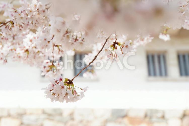 ソメイヨシノ咲く名古屋城 ソメイヨシノ,桜,咲くの写真素材