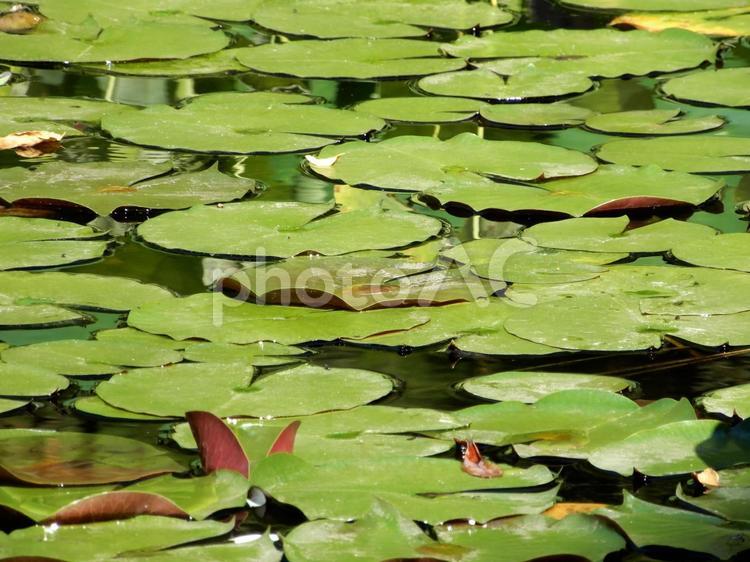 蓮の葉で覆われた蓮池（アップ） 蓮池,蓮の葉,庭園の写真素材