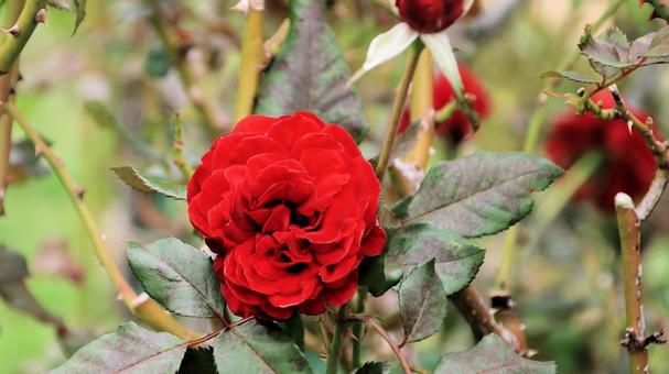 河津バカテル公園　秋バラ 薔薇,秋,花の写真素材
