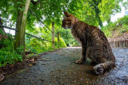 横から見た猫 横から見た猫 猫,キャット,癒しの写真素材