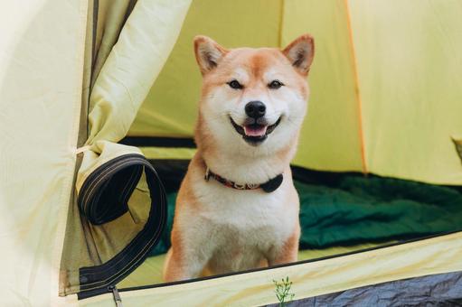 テント入口に座る犬 犬,テント,キャンプの写真素材