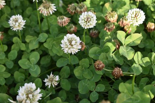 画面いっぱいのシロツメクサ アップ,シロツメクサ,クローバーの写真素材