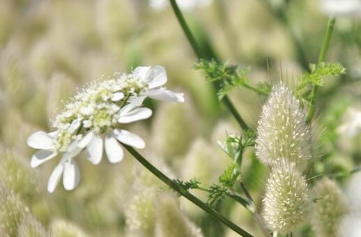 花 自然,優しい雰囲気,ふんわりの写真素材