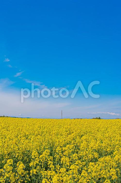 北海道　安平町　菜の花畑 北海道,hokkaido,安平の写真素材