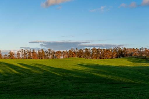 夕方の光に長い影が模様を描く牧草地 丘,並木,樹木の写真素材