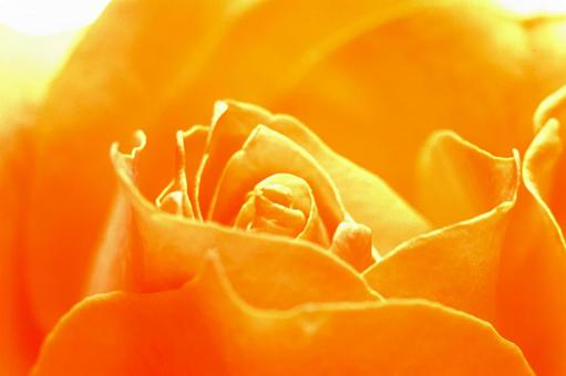 Close-up of a rose flower 6, JPG