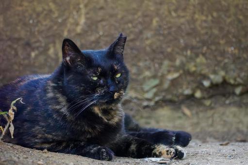 猫(168) 猫(168)の写真