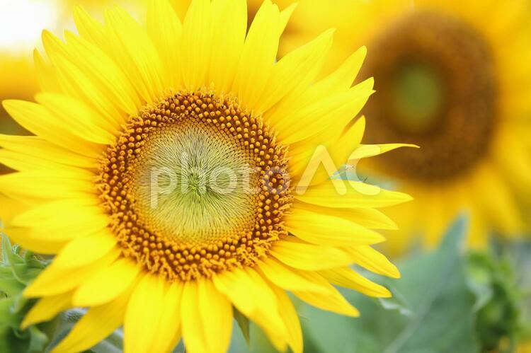 ひまわり　ヒマワリ　向日葵　黄色い花 ヒマワリ,ひまわり,向日葵の写真素材