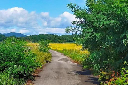 2025年9月の里山22 農道,あぜ道,田んぼの写真素材