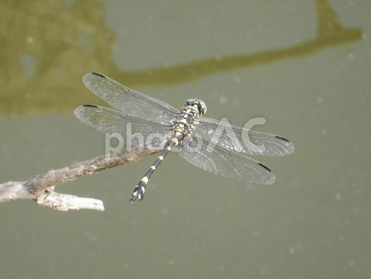 【昆虫写真】ウチワヤンマ（団扇蜻蜒） ウチワヤンマ,団扇蜻蜒,蜻蛉の写真素材