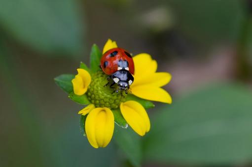 てんとうむし てんとうむし,テントウムシ,てんとう虫の写真素材