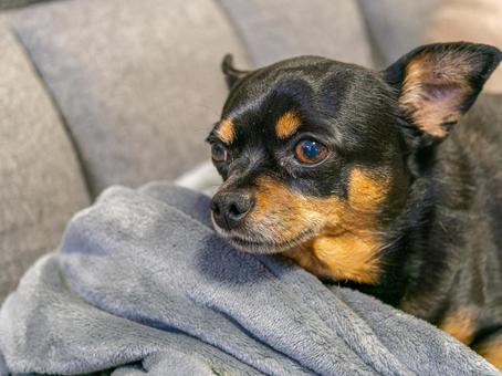 ソファに座る犬(チワワ・ミニピン) ソファに座る犬(チワワ・ミニピン) 犬,わんこ,ペットの写真素材