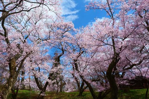 高遠城址公園の桜の写真