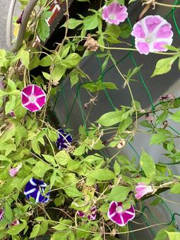 朝顔 朝顔,強い,たくさんの花の写真素材
