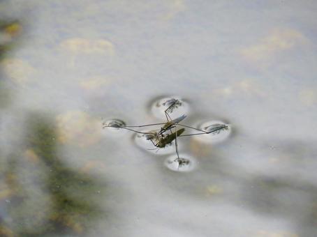 水面に浮く昆虫、アメンボ アメンボ,昆虫,水生昆虫の写真素材