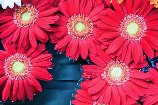 赤いガーベラ ガーベラ,赤いガーベラ,赤い花の写真素材