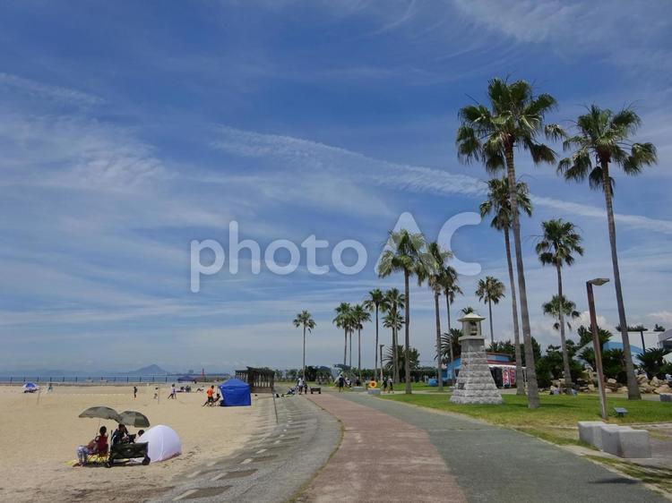ヤシの木が美しい愛媛のビーチ 夏,海,ビーチの写真素材