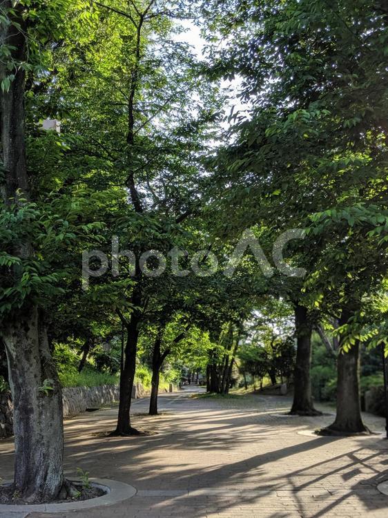 緑道公園1 赤羽緑道公園,公園,木の写真素材