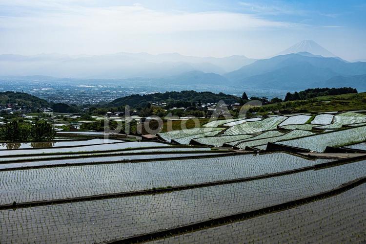 富士山と棚田 富士山,棚田,水田の写真素材