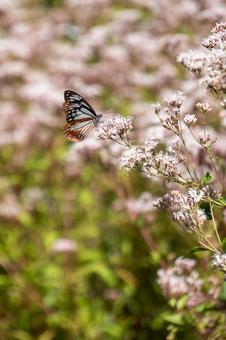 フジバカマとアサギマダラ 秋,風景,自然の写真素材