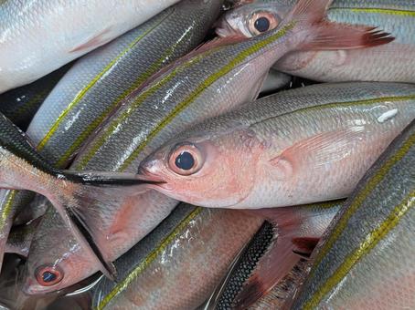 朝獲れの光沢 グルクン 朝獲れの光沢 グルクン 魚,魚群,食材の写真素材