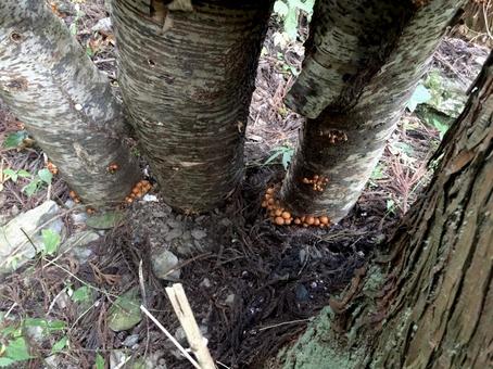 原木の根元に群生する丸いキノコ 原木の根元に群生する丸いキノコ キノコ,原木,木の写真素材