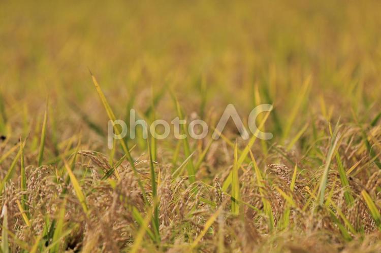 たくさんの稲穂の景色　２ 風景,景色,稲穂の写真素材