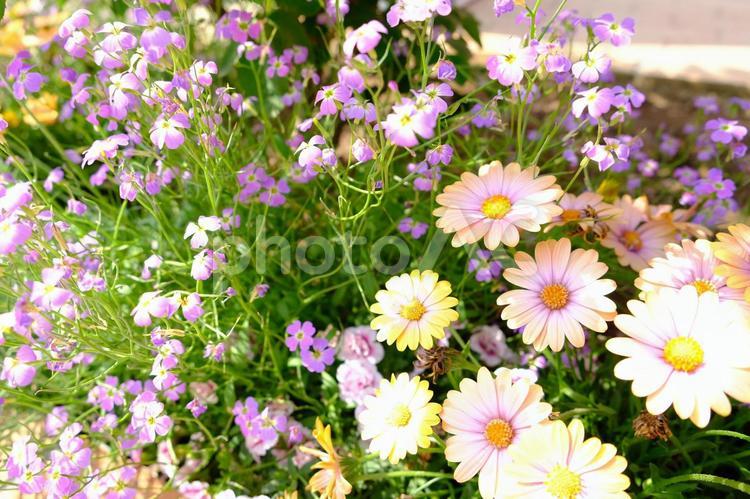 淡い色の花々たち。 自然,花,庭の写真素材