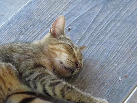 Park cat Naha City, Okinawa Prefecture, JPG Park cat Naha City, Okinawa Prefecture, JPG
