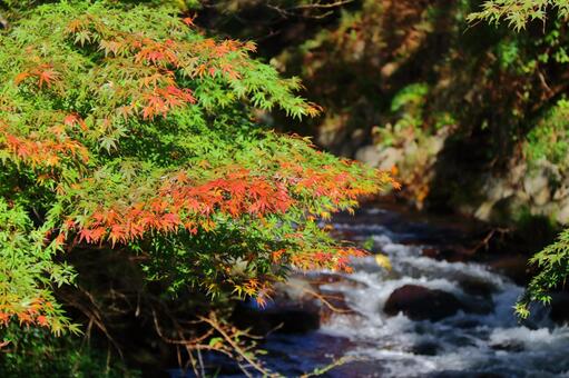 Burning autumn, JPG Burning autumn, autumn leaves, yellow leaves, red, JPG