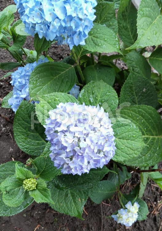 濡れてもなお美しい 紫陽花,初夏,葉の写真素材