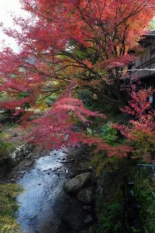 福岡 秋月 野鳥川とモミジ1 紅葉,モミジ,野鳥川の写真素材
